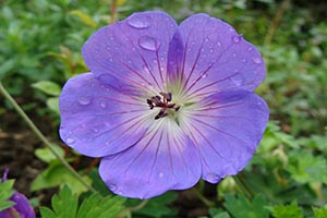 GERANIUM